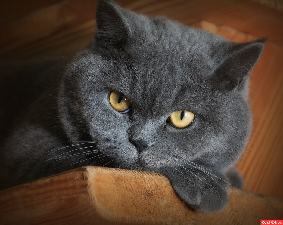 Кот дымчатый британец