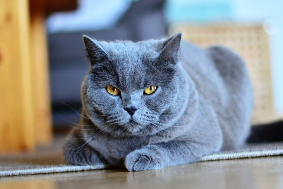 Тело британских кошек