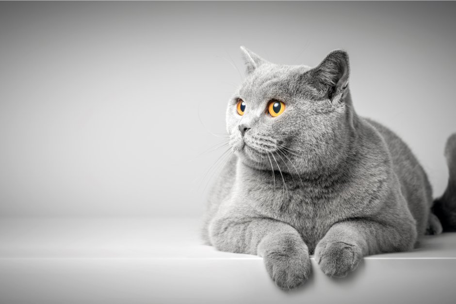 Британские котята