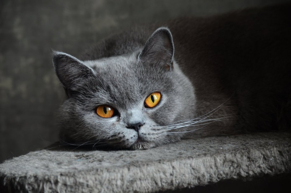Картезианская кошка британец