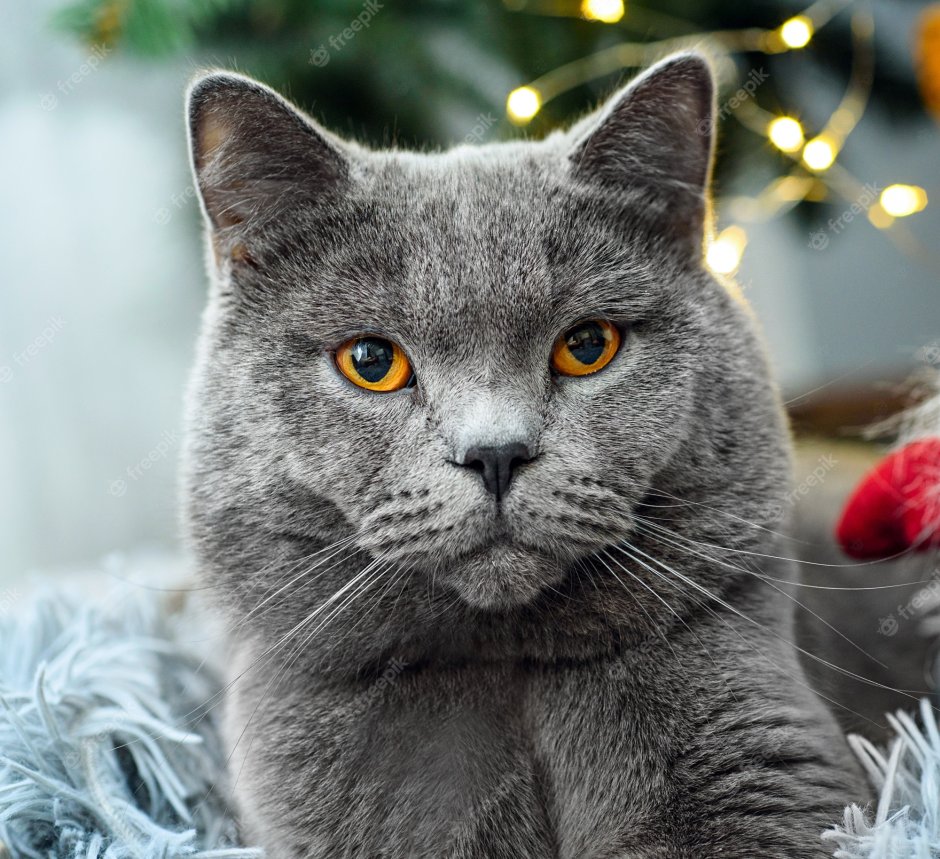 Корат шартрез Картезианская кошка