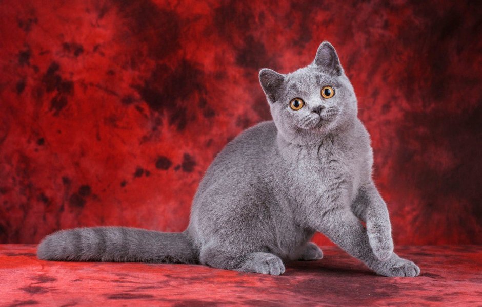 Кот британец серый