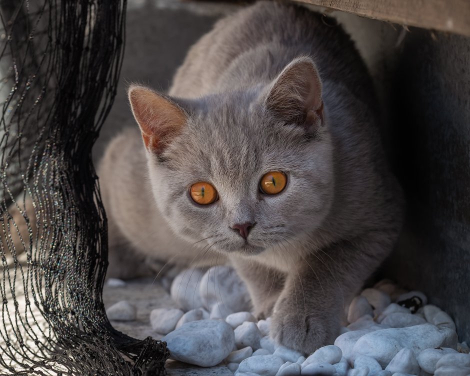 Кот британец серый