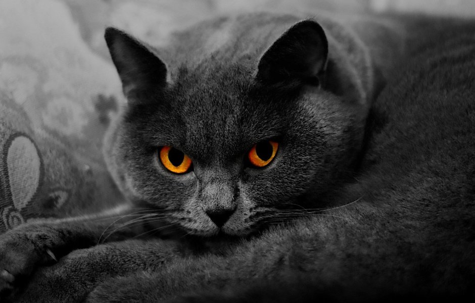 Британский короткошерстный кот серый