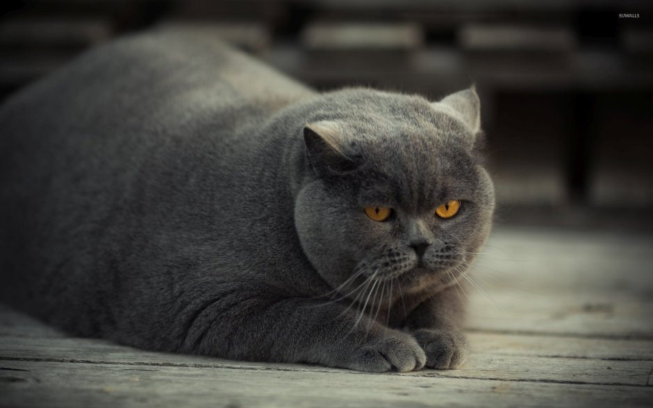 Британская короткошёрстная кошка шартрез
