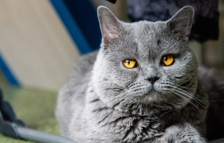 Британская дымчатая кошка