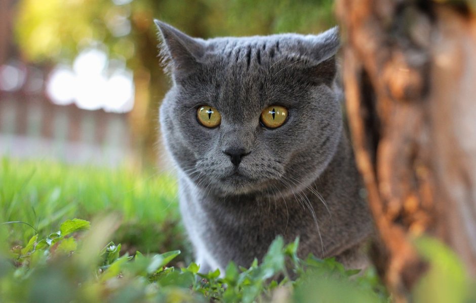 Картезианская кошка британец