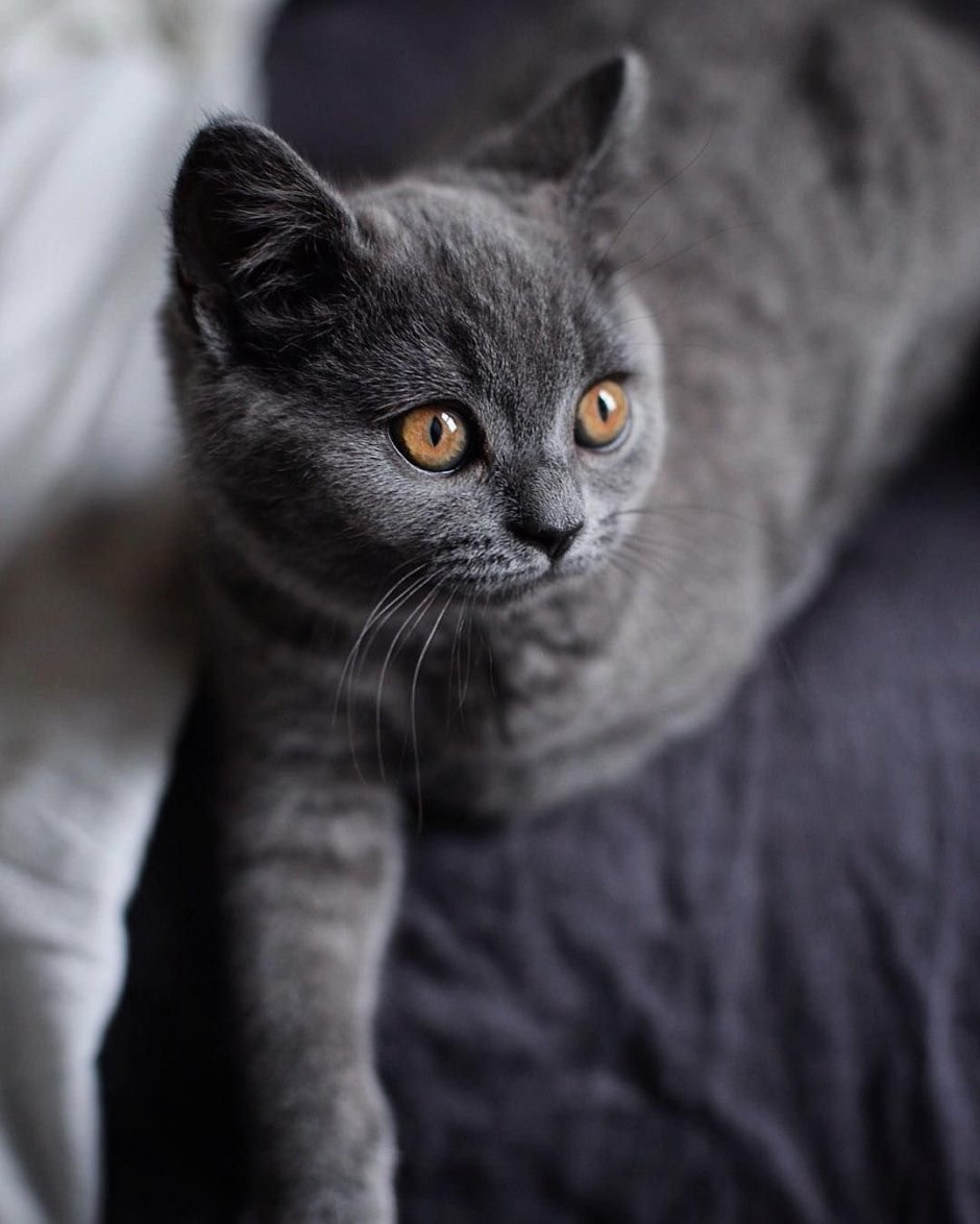 Британская короткошёрстная кошка шартрез