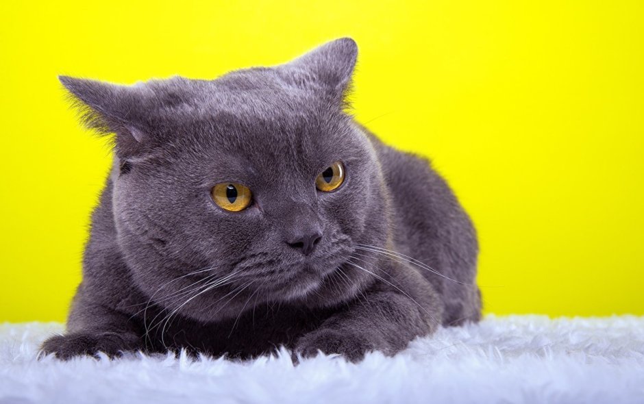 Шотландская прямоухая короткошерстная