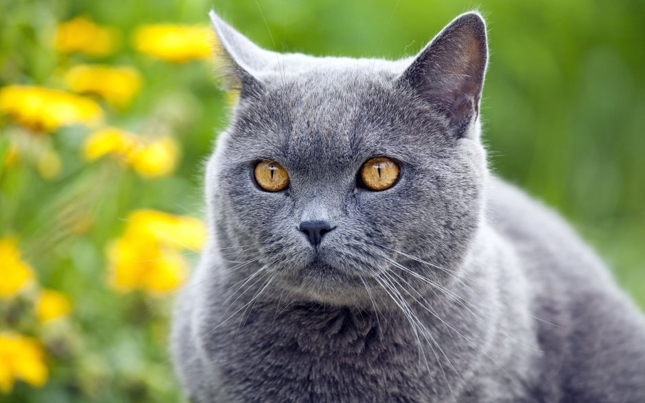 Британский короткошерстный кот серый