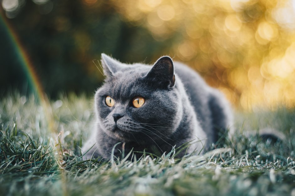 Британский короткошерстный кот серый