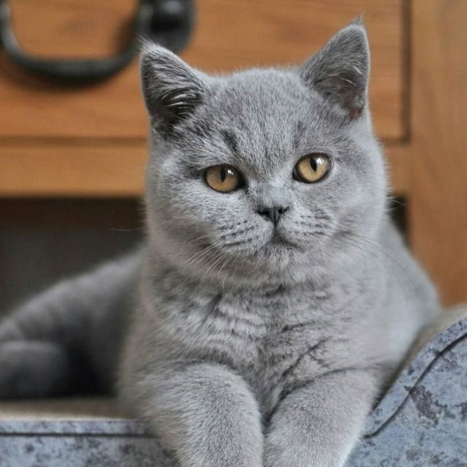 Британская короткошёрстная кошка шартрез