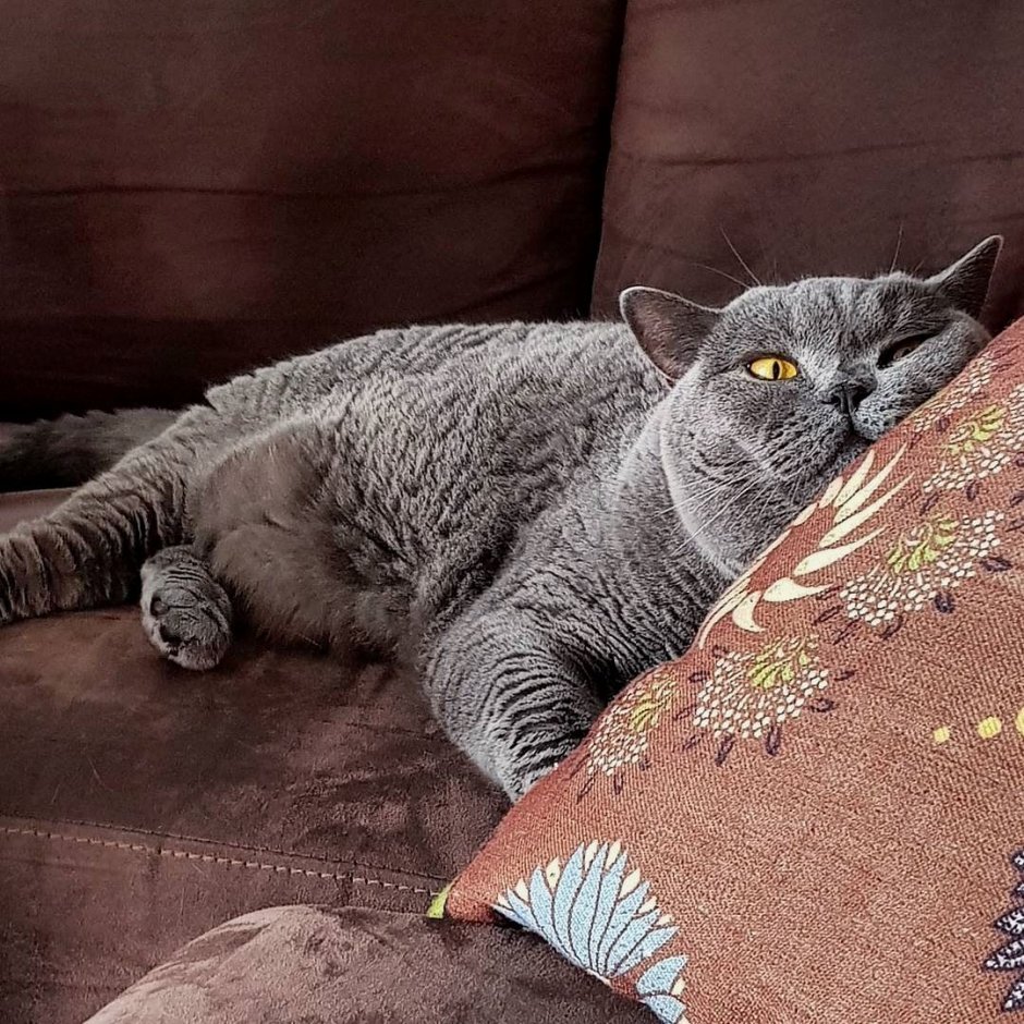 Кот серый