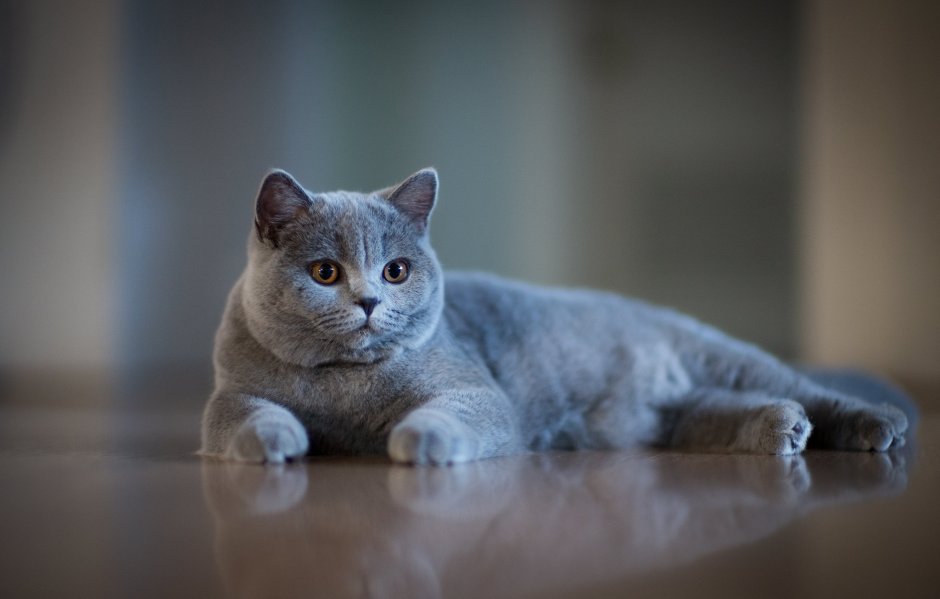 Британские кошки на природе