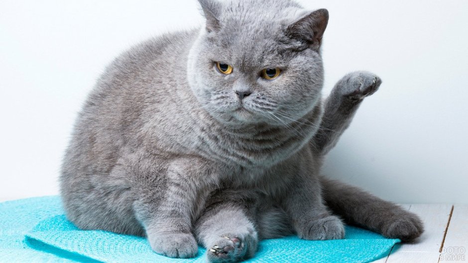 Корат шартрез Картезианская кошка