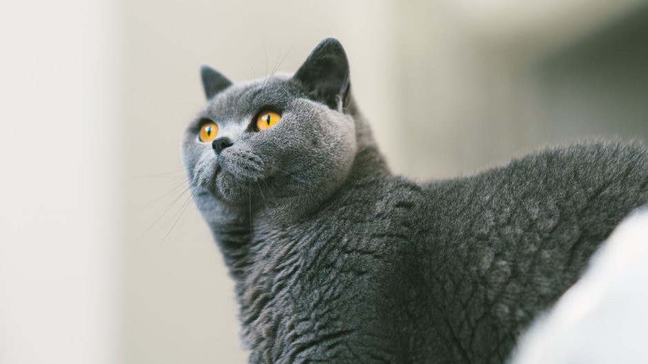 Британская дымчатая кошка