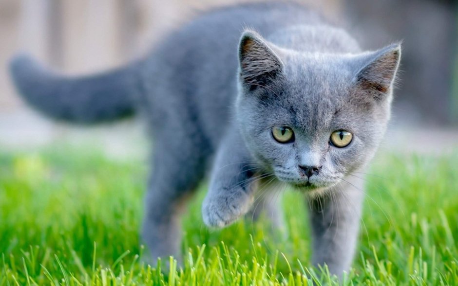 Жирный британский кот