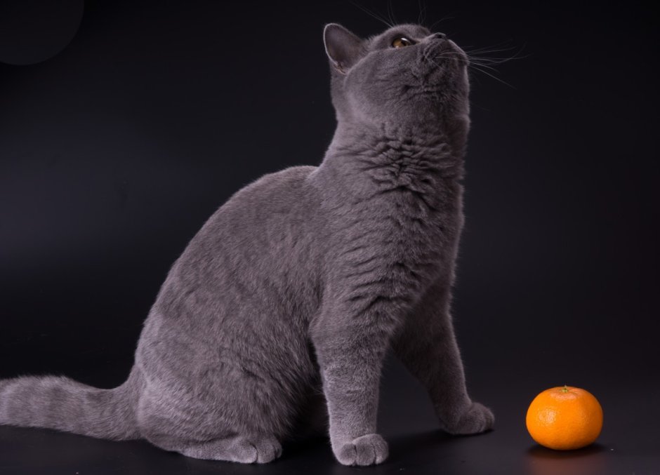 Шотландская вислоухая кошка