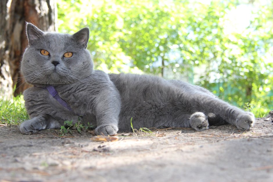 Кот британец пепельный