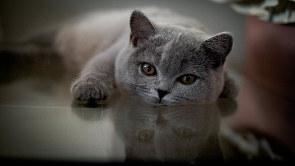 Корат шартрез Картезианская кошка