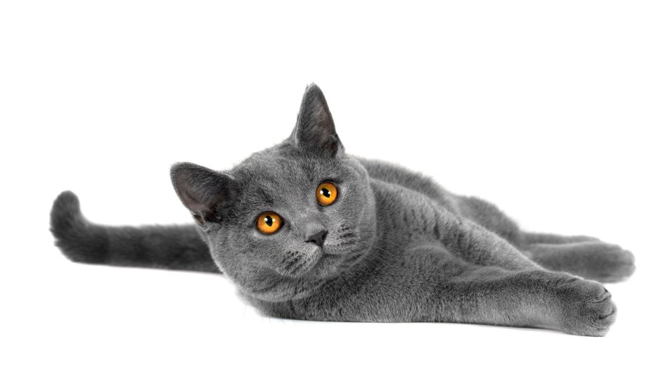 Кошка породы Корат кот британец