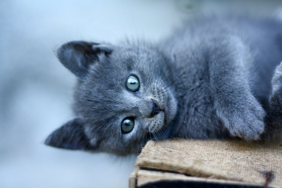 Кот дымчатый британец