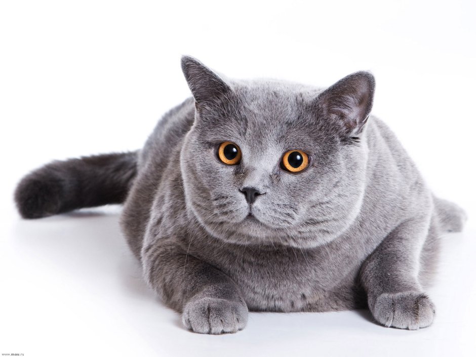 Британский короткошерстный кот толстый