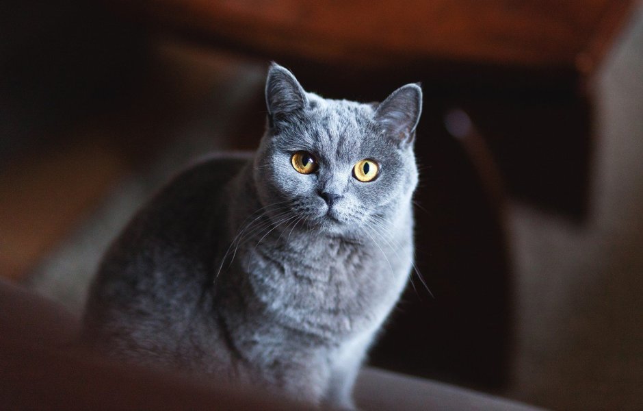 Британец кот