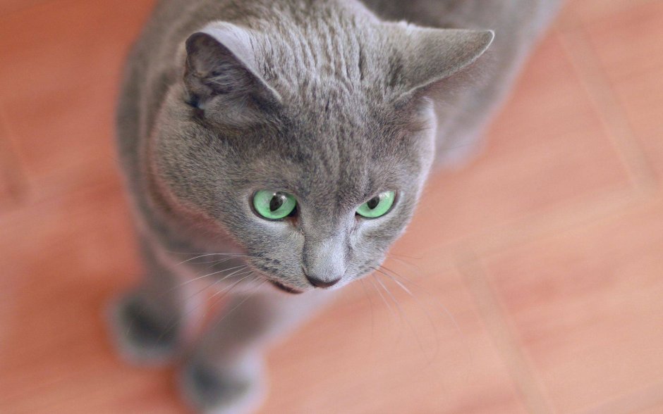 Британец кот