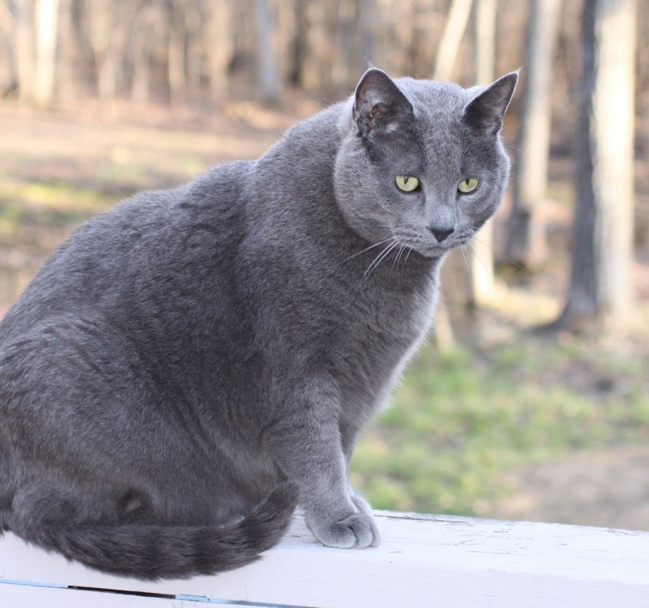 Британская короткошёрстная кошка котята