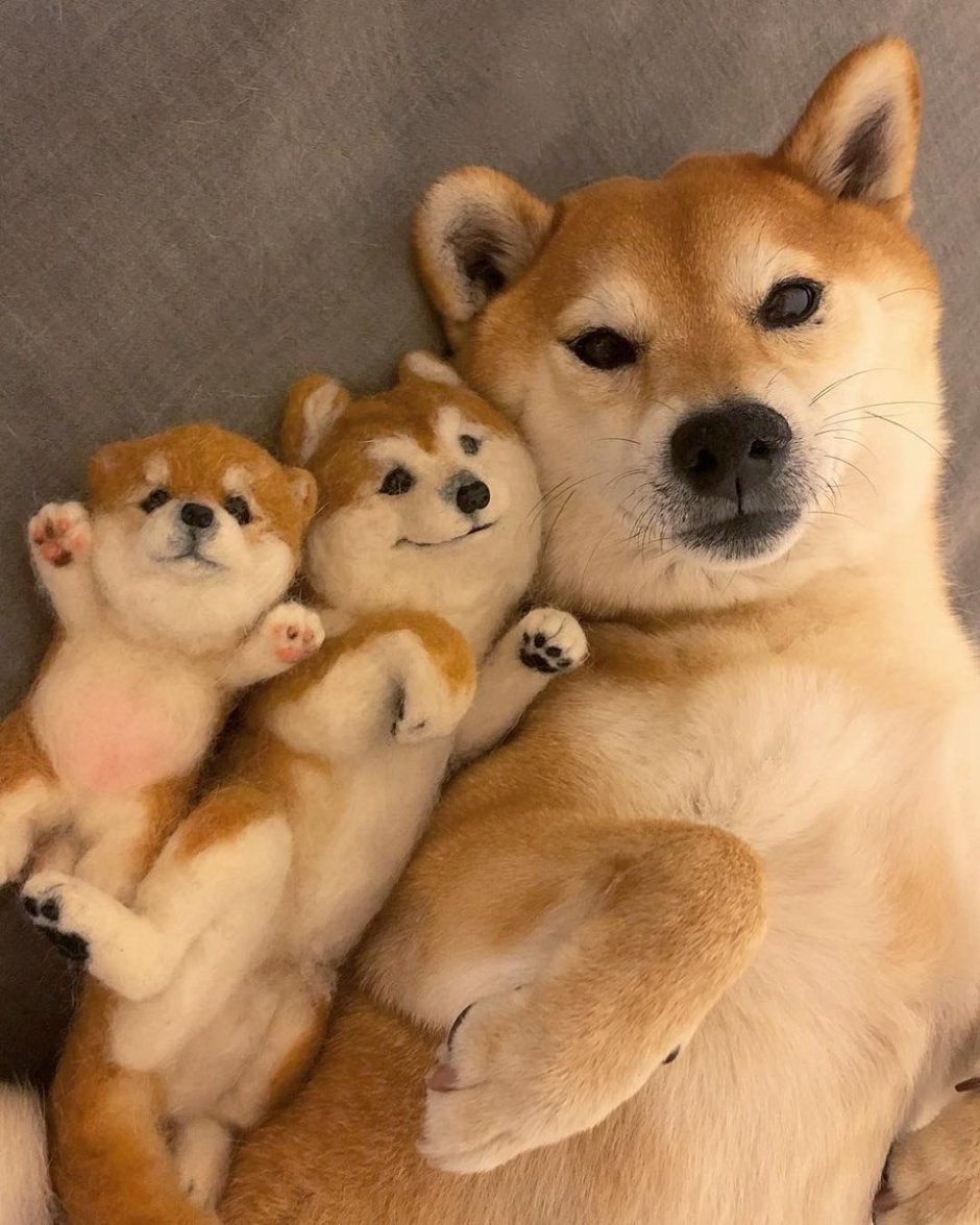 Вельш корги референс