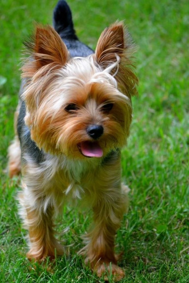 Чистокровный Йоркширский терьер