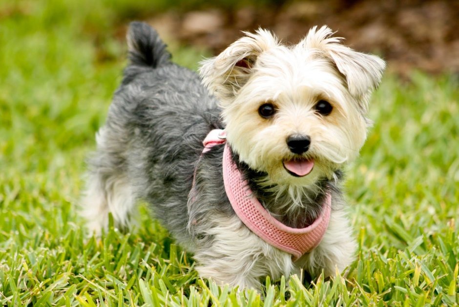 Породы собак Йорк пудель описание