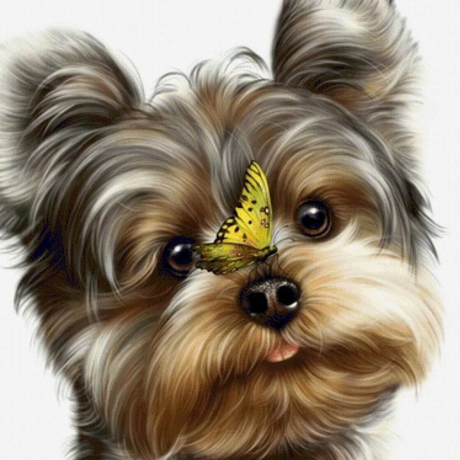 Платиновый Йоркширский терьер