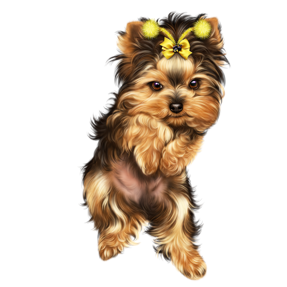 Золотой Йоркширский терьер