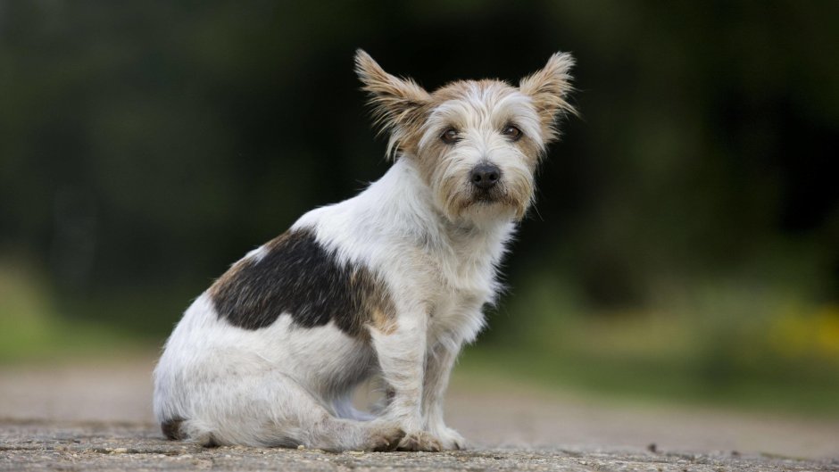 Шервудский терьер