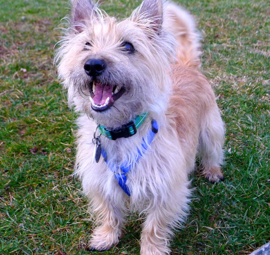 Жоффрей терьер