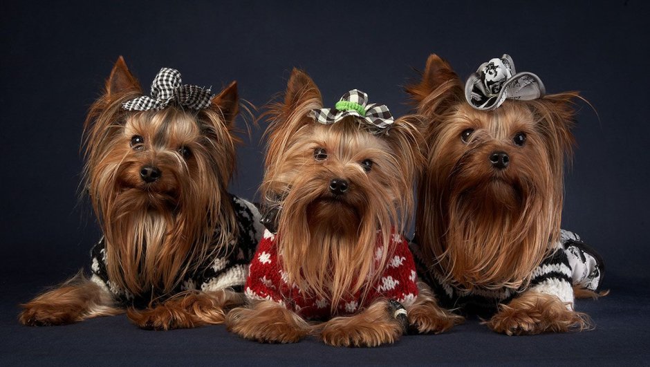 Йоркширский той терьер