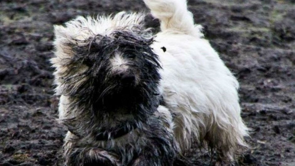 Вест хайленд Блэк терьер