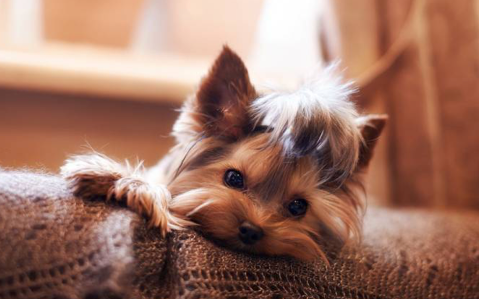 Маленькая собачка красиво идет