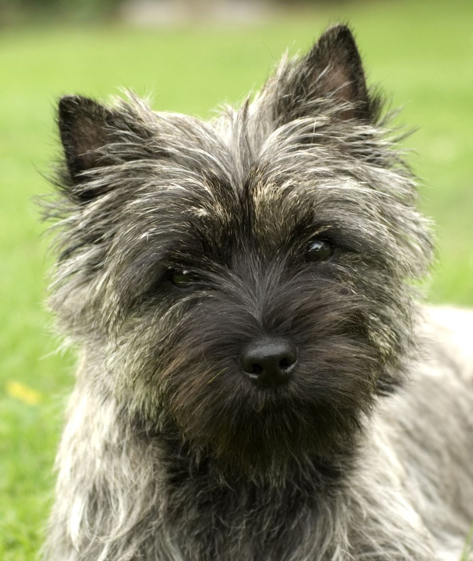 Керн терьер шотландский