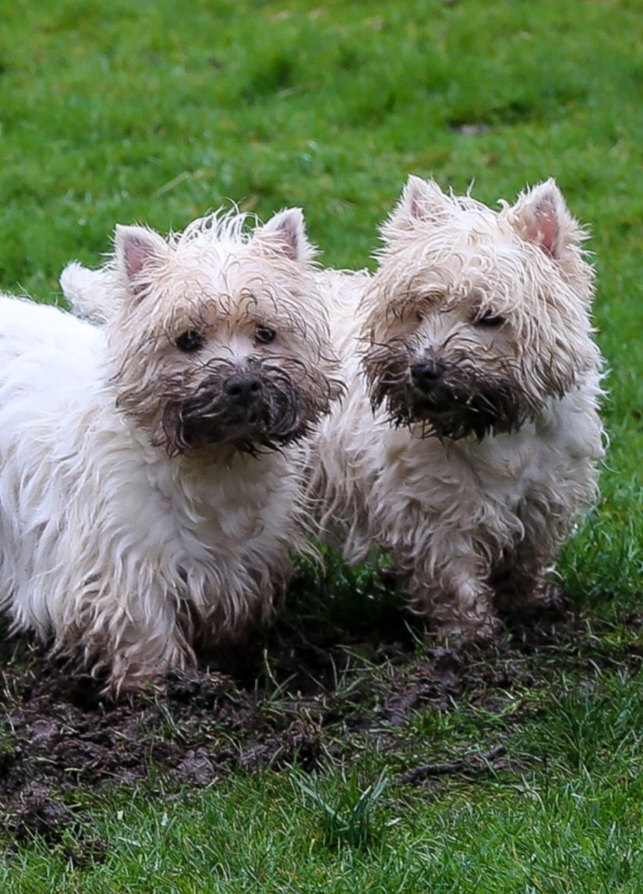 Вест хайленд Вайт терьер