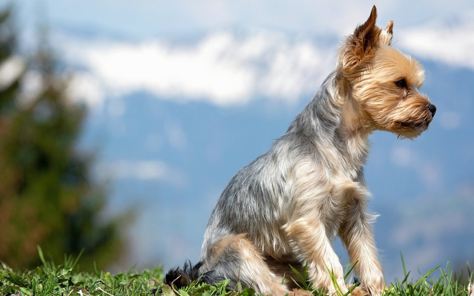 Йоркширский терьер