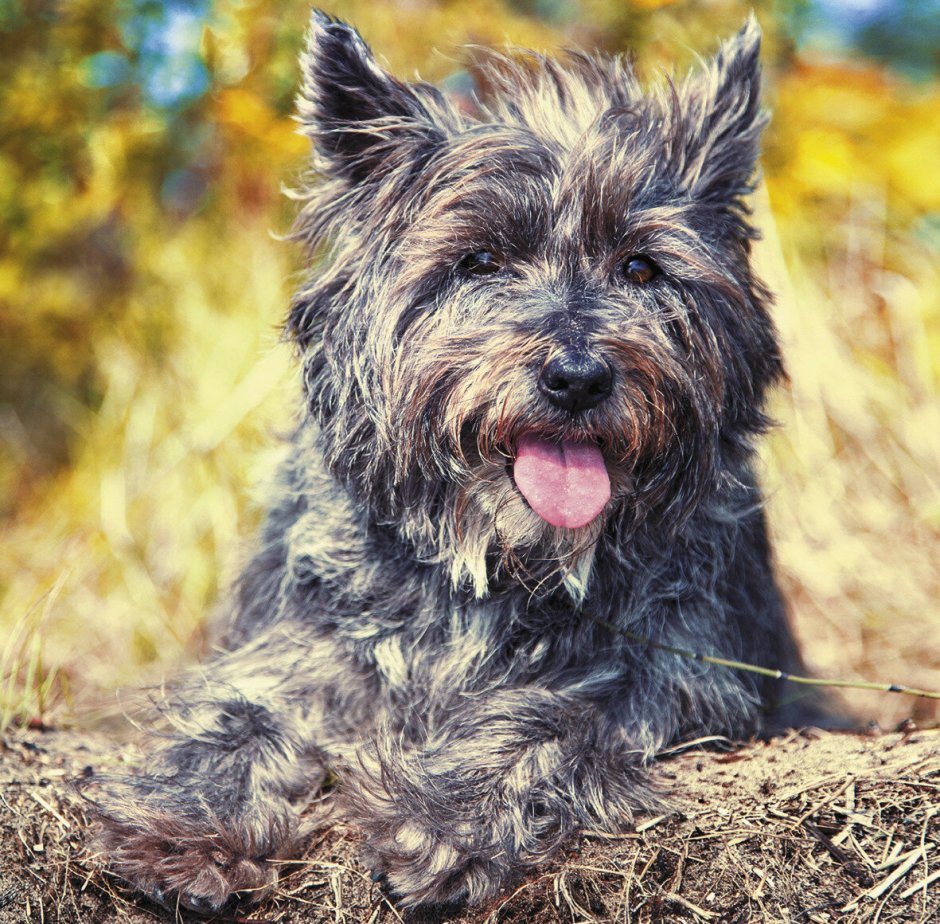 Ставровский терьер