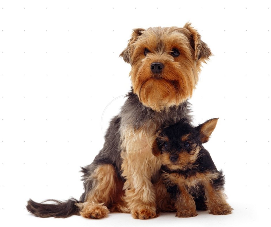 Жесткошерстный Йоркширский терьер