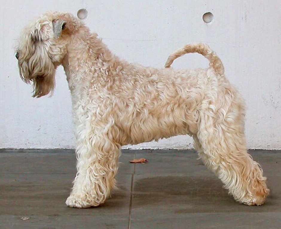 Мягкошерстный пшеничный терьер груминг