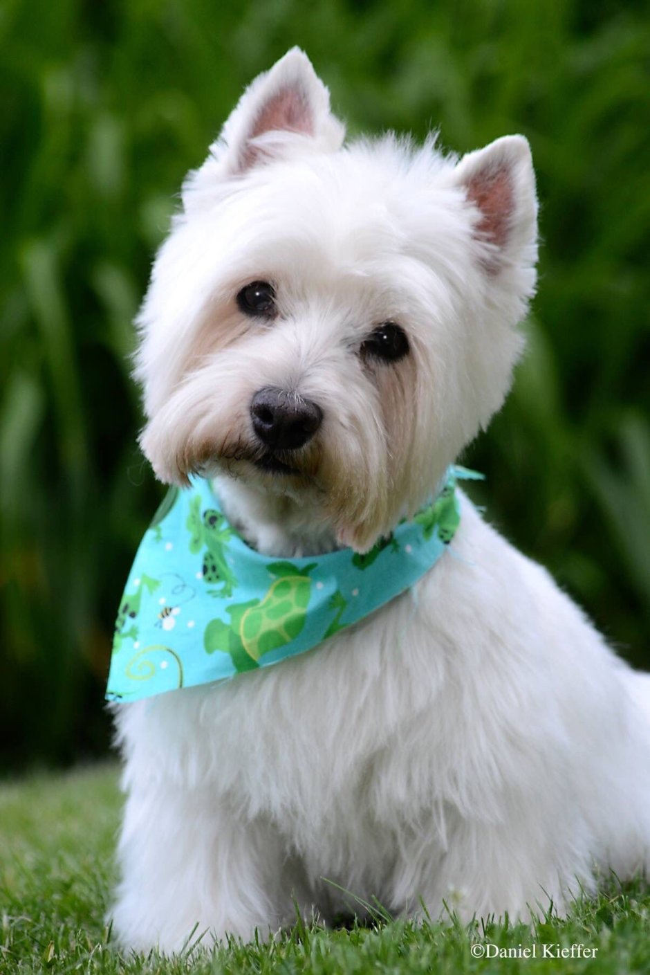 Вест хайленд Вайт терьер