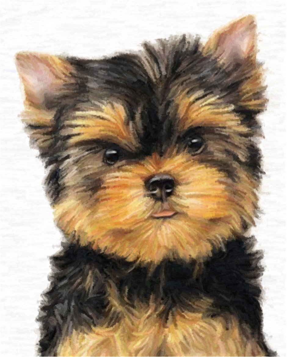 Йорк рисунок