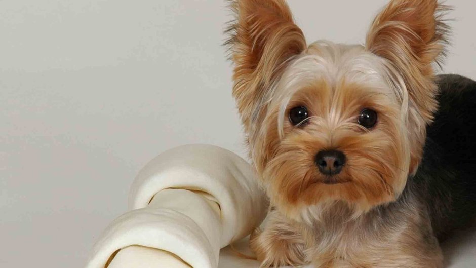 Йорик терьер