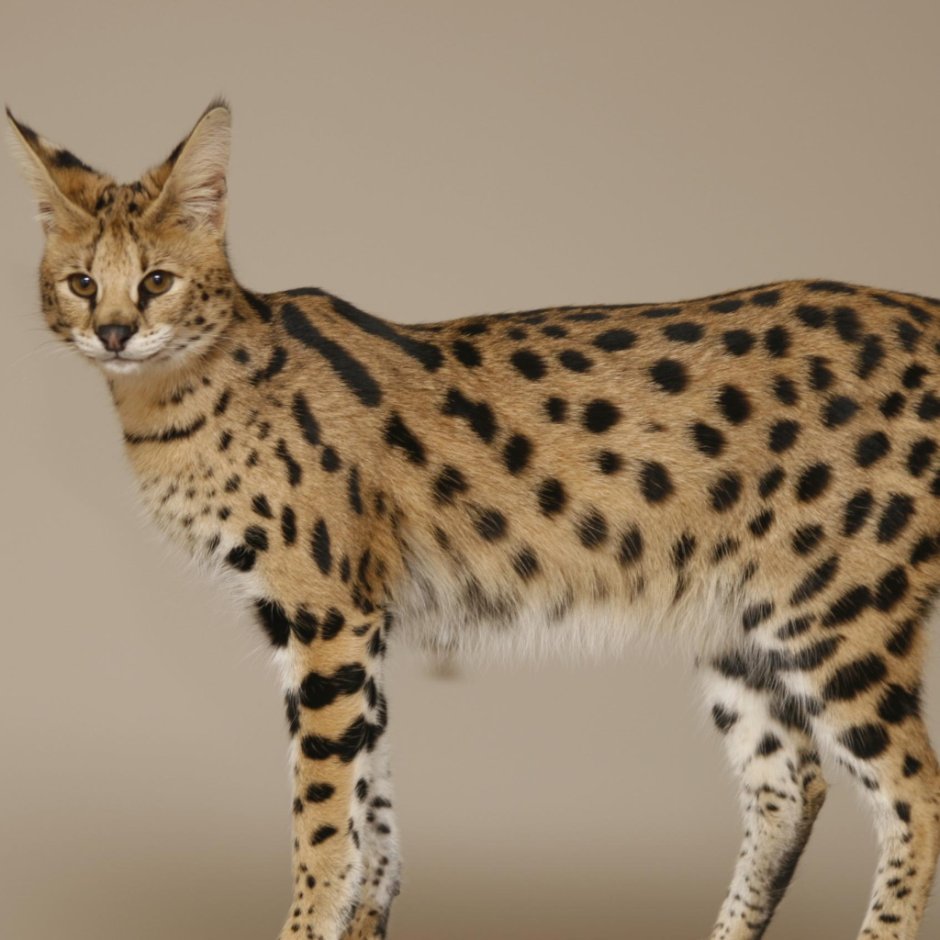 Кошка леопард Саванна